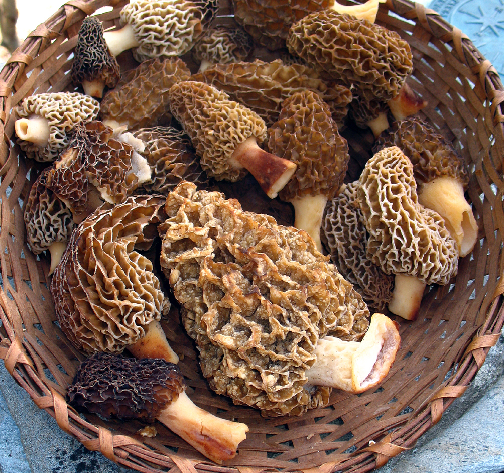 Morels (Morchella sp.)